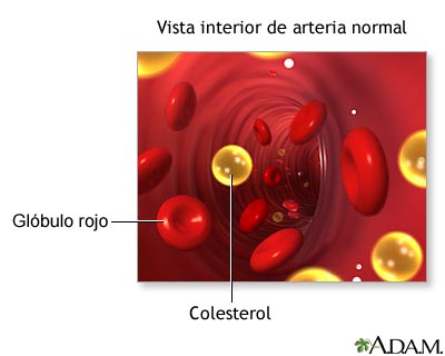 O que é o Colesterol?