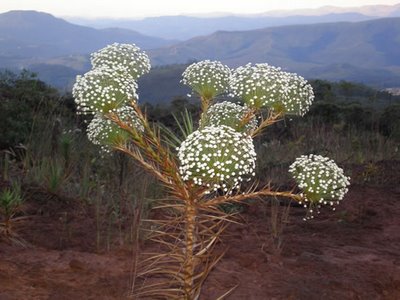 Plantas medicinais – Queimaduras Machucados e contusões – Tratamento para queimaduras Cataplasmas - mel com margarina, compressas de sementes de linho com vinagre, sumo de pepino com banha, batatinha ralada, polpa de abóbora crua,...