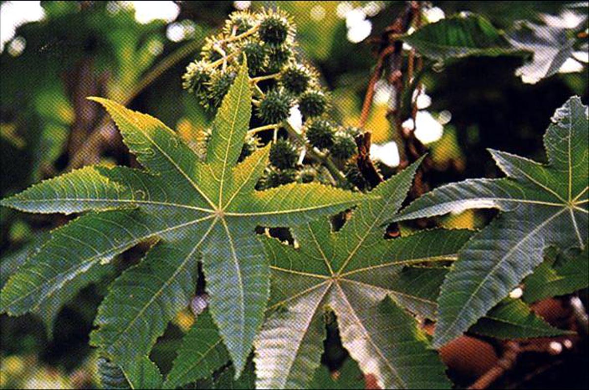 Cuidados para evitar: Intoxicações por plantas! Intoxicações por plantas - As espécies mais perigosas Você talvez nem desconfie, mas algumas plantas muito tóxicas podem estar bem em seu jardim ou até mesmo no vaso que enfeita um...