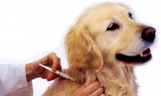 cachorro tomando vacina