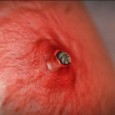 Quem costuma passar tempo em fazendas e sítios talvez tenha experimentado uma desagradável picada de mosca que, não bastasse doer, deixa sob a pele uma pequena larva, popularmente conhecida como...