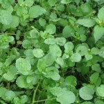 Plantas medicinais: plantas que curam – gengivite, inflamação das gengivas