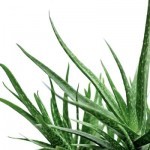Plantas medicinais – Rachaduras nos lábios