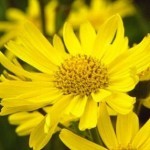 Plantas medicinais – Contusão