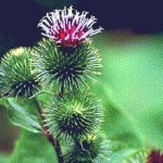 Plantas medicinais – Problemas comuns da vida moderna