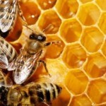 Alimentos funcionais: curiosidades sobre o mel