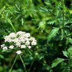 Plantas medicinais – Problemas digestivos