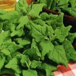 Vitamina B6 – Piridoxina