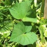 Plantas medicinais: plantas que curam – inflamação na garganta