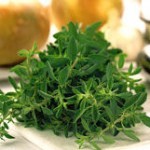 Plantas medicinais – Feridas