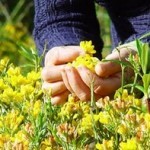 Plantas medicinais: quando colher as plantas