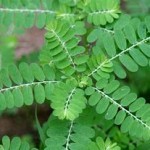 Plantas medicinais – Problemas urinários e rins