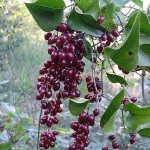 Plantas medicinais – Eczema