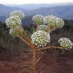 Plantas medicinais – Queimaduras